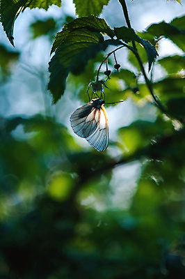 포토 JPG 해외이미지 식물 동물 1 커플 여자 꽃 야생동물 모래 나비 곤충 백그라운드 2 밭 날개 오렌지 자연 안테나 사람없음 야외 장식 가로 초록색 여름 우주 정원 검은색 침묵 봄 흰색 그룹 닫기 정상 싱글 각도 해외202004 해외포토 계절 컬러 농업 과일 통신 관계 모션 사람 소리 생태계 파일형식 이미지허브