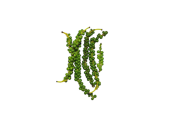 포토 JPG 해외이미지 식물 길 음식 백그라운드 농업 채소 재료 공 자연 고추 건조 건강 요리 씨앗 동양인 사람없음 초록색 갈색 쌓기 검은색 흰색 신선 뜨거움 양념 조미료 맛 낟알 먹기 허브 향신료 유기농 매움 날것 향기 냄새 아로마 향료 레시피 후추 흙더미 고립 땅바닥 해외202004 해외포토 웰빙 산업 컬러 컨셉 모션 바닥 인종 흙 생태계 향미료 파일형식 더미 이미지허브