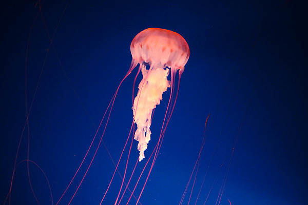 포토 JPG 해외이미지 사람없음 수중 수족관 해파리 고립 해외202004 해외포토 자포동물 파일형식 이미지허브