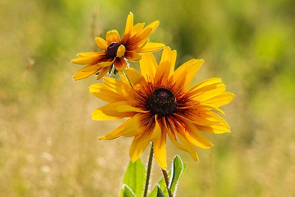 포토 JPG 해외이미지 식물 꽃잎 꽃 꽃무늬 오렌지 자연 해바라기 국화 사람없음 야외 빨간색 초록색 노란색 정원 맑음 검은색 들꽃 신선 닫기 데이지 내추럴 영원 카피스페이스 해외202004 해외포토 컬러 무늬 과일 모션 날씨 공백 생태계 파일형식 이미지허브