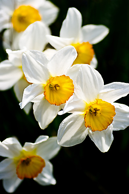 포토 JPG 해외이미지 꽃 전구 자연 사람없음 초록색 햇빛 노란색 봄 벚꽃 흰색 개화 숲 작음 4월 수선화 내추럴 해외202004 해외포토 식물 계절 컬러 태양 날짜 크기 생태계 파일형식 이미지허브