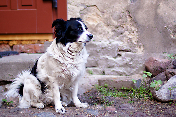 포토 JPG 해외이미지 동물 1 응시 벽 포즈 주택 앉기 사람없음 목재 가로 반려동물 갈색 검은색 회색 흰색 개 작음 솜털 해외202004 해외포토 나무 시선 컬러 재료 포유류 모션 건물 크기 파일형식 이미지허브