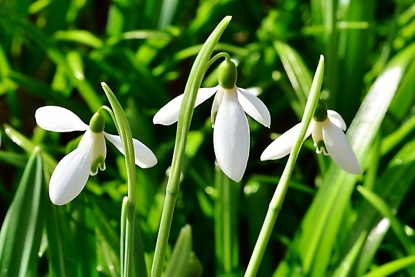 포토 JPG 해외이미지 꽃잎 꽃 잎 사람없음 아웃포커스 스노드롭 해외202004 해외포토 식물 촬영기법 파일형식 이미지허브