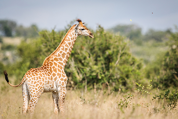 포토 JPG 해외이미지 동물 야생동물 패턴 포유류 아프리카 자연 하늘 초식동물 동물원 풍경 사람없음 환경 큼 기린 사파리 나미비아 남아프리카 사바나 평야 해외202004 해외포토 나라 무늬 크기 생태계 파일형식 이미지허브