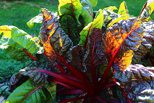 포토 JPG 해외이미지 음식 채소 건강 사람없음 컬러풀 정원 해외202004 해외포토 컬러 파일형식 이미지허브