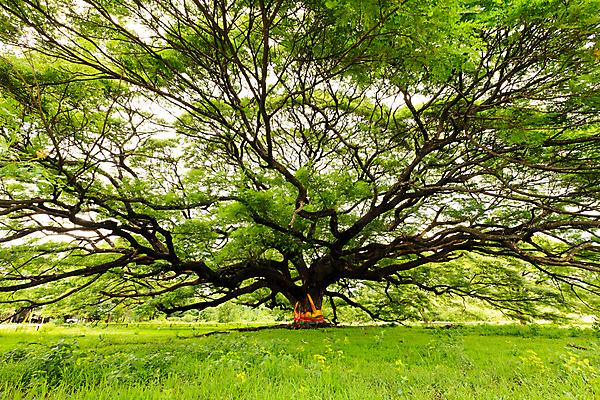 포토 JPG 해외이미지 나무 식물 1 계절 줄기 백그라운드 잎 태국 자연 사람없음 목재 초록색 환경 성장 흰색 나뭇가지 원숭이 숲 큼 인도인 오브젝트 에코 유기농 호두 동쪽 내추럴 꼬투리 생태학 옛날 해외202004 해외포토 외국인 웰빙 교육 아시아 컬러 재료 포유류 동양인 견과류 크기 방향 생태계 파일형식 이미지허브
