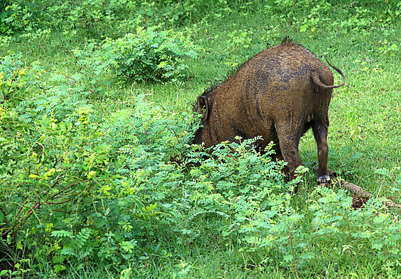 포토 JPG 해외이미지 나무 동물 공원 아시아 야생동물 여행 사람없음 초록색 행운 숲 12월 사파리 스리랑카 이국적 해외202004 해외포토 식물 공공시설 나라 컬러 컨셉 날짜 파일형식 이미지허브