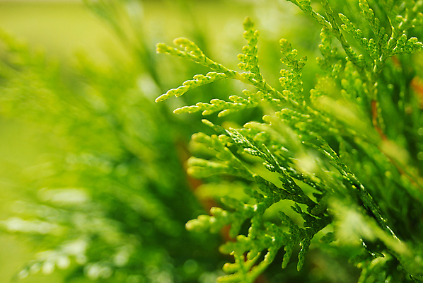 포토 JPG 해외이미지 식물 백그라운드 잎 꽃무늬 자연 사람없음 초록색 햇빛 정원 해외202004 해외포토 꽃 컬러 무늬 태양 생태계 파일형식 이미지허브