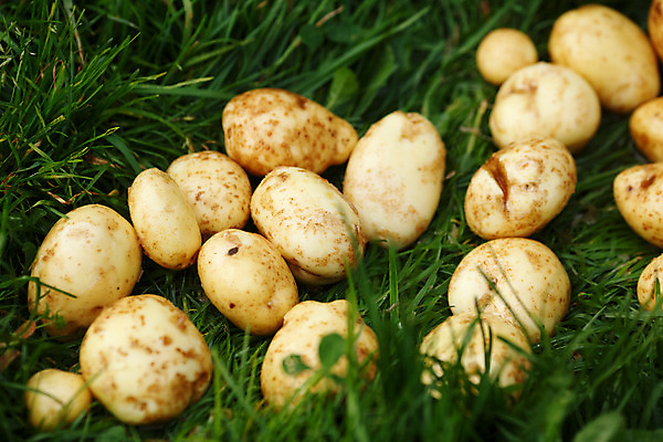 포토 JPG 해외이미지 식물 여자 열매 음식 농업 채소 감자 관리 사람없음 초록색 농장 흙 모임 수확 성장 시골 신선 농부 수집 유기농 흐림 내추럴 건포도 세련 해외202004 해외포토 직업 웰빙 산업 컬러 포도 날씨 사람 건과일 파일형식 이미지허브