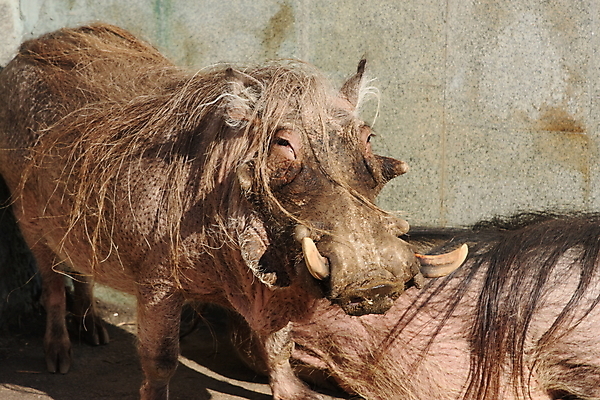 포토 JPG 해외이미지 동물 사람없음 돼지 해외202004 해외포토 포유류 파일형식 이미지허브