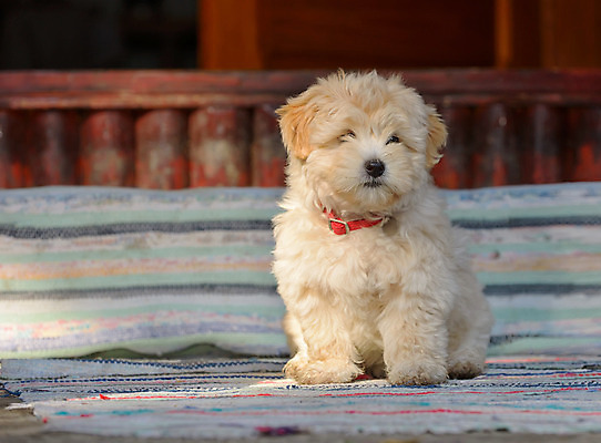 포토 JPG 해외이미지 동물 응시 실루엣 얼굴 백그라운드 포유류 자연 털 따뜻함 경비 사람없음 초록색 빛 반려동물 머리 힘 일몰 봄 회색 양치기 개 강아지 작음 모피 보안 루마니아 송곳니 기르기 동반자 유래 해외202004 해외포토 직업 시선 계절 유럽 컬러 촬영기법 안전 신체부위 노을 치아 보호 크기 생태계 돌봄 파일형식 이미지허브