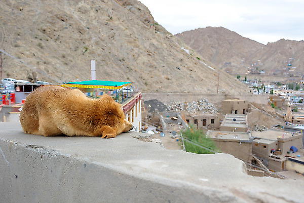 포토 JPG 해외이미지 동물 건축양식 자연 풍경 사람없음 야외 개 내추럴 해외202004 해외포토 건축 포유류 생태계 파일형식 이미지허브