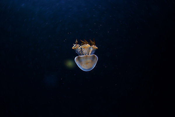 포토 JPG 해외이미지 한마리 사람없음 바닷속 수중동물 자포동물 해파리 해외202004 해외포토 동물 1 수중 파일형식 이미지허브