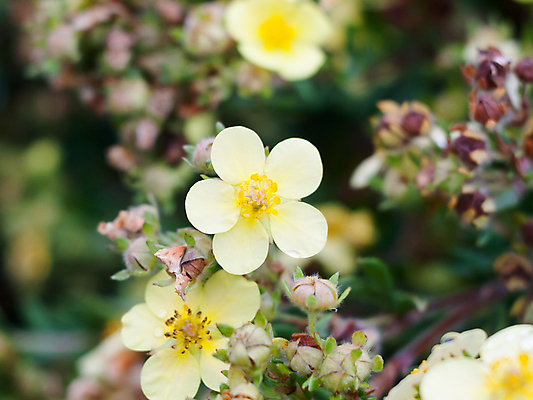 포토 JPG 해외이미지 식물 계절 꽃잎 꽃 꽃다발 백그라운드 잎 꽃무늬 자연 사람없음 야외 초록색 여름 햇빛 약 장미 노란색 정원 봄 성장 벚꽃 개화 저녁 허브 관목 내추럴 고립 캐모마일 프리뮬러 많음 해외202004 해외포토 나무 컬러 컨셉 무늬 의학 태양 야간 생태계 파일형식 이미지허브