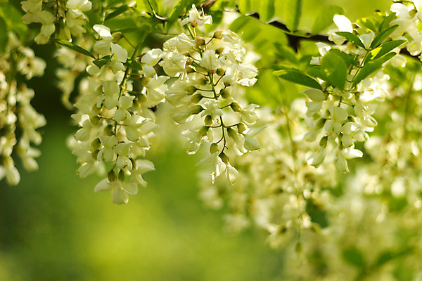 포토 JPG 해외이미지 식물 꽃 자연 건강 사람없음 초록색 봄 벚꽃 흰색 나뭇가지 허브 유기농 아카시아 양봉 해외202004 해외포토 나무 웰빙 계절 컬러 생태계 파일형식 이미지허브