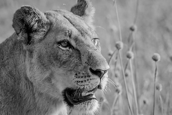 포토 JPG 해외이미지 동물 야생동물 여행 포유류 아프리카 자연 생물 털 흑백 동물원 사람없음 환경 고양이 힘 분노 황무지 위험 사자 큼 왕 모피 사파리 리더 육식동물 사냥꾼 멸종 사자자리 표범 내추럴 사바나 웅장함 해외202004 해외포토 직업 감정 나라 컨셉 촬영기법 반려동물 별자리 크기 생태계 파일형식 이미지허브