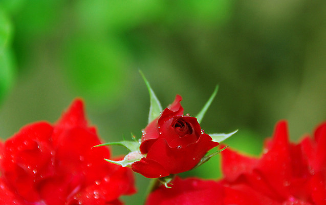 포토 JPG 해외이미지 식물 기념일 꽃잎 꽃 백그라운드 잎 곡선 자연 아침 발렌타인데이 선물 사랑 사람없음 빨간색 물 태양 장미 젖음 성장 벚꽃 물방울 개화 떨어짐 이슬 향수 질감 완전 해외202004 해외포토 주간 자연요소 감정 선 컬러 컨셉 데이이벤트 이벤트 화장품 생태계 파일형식 이미지허브
