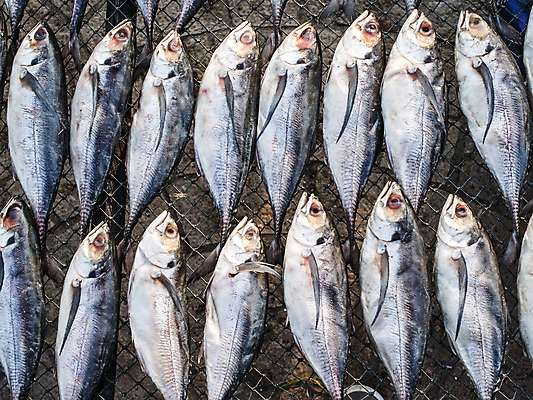 포토 JPG 해외이미지 동물 전통 아시아 음식 비즈니스 자연 건조 건강 어류 요리 사람없음 식당 죽음 신선 시장 상품 먹기 준비 냄새 낚시꾼 소매 내추럴 줄서기 해외202004 해외포토 나라 모션 상점 수중동물 생태계 파일형식 이미지허브