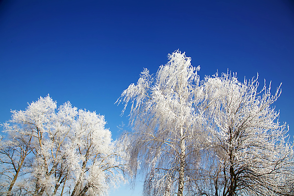 포토 JPG 해외이미지 나무 식물 계절 백그라운드 겨울 자연 하늘 날씨 풍경 사람없음 야외 목재 파란색 햇빛 환경 냉동 얼음 추위 흰색 나뭇가지 시원함 12월 크리스탈 빙하 서리 장면 눈내림 해외202004 해외포토 자연요소 컬러 재료 눈_날씨 태양 날짜 광석 생태계 파일형식 이미지허브
