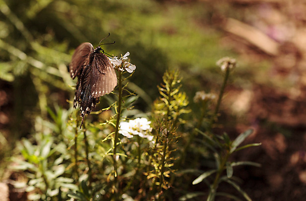 포토 JPG 해외이미지 식물 꽃 야생동물 나비 곤충 자연 사람없음 정원 봄 해외202004 해외포토 동물 계절 생태계 파일형식 이미지허브
