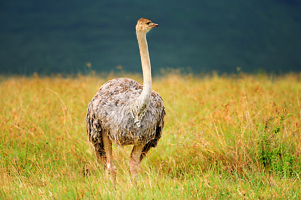 포토 JPG 해외이미지 동물 응시 꽃 야생동물 분홍색 날개 노래 아프리카 자연 조류 국립공원 사람없음 야외 초록색 파란색 빛 컬러풀 한개 노란색 보라색 나뭇가지 관찰 황무지 작음 수분 깃털 독수리 열대기후 우간다 탄자니아 해외202004 해외포토 나무 식물 1 시선 공원 나라 음악 컬러 모션 크기 생태계 파일형식 이미지허브