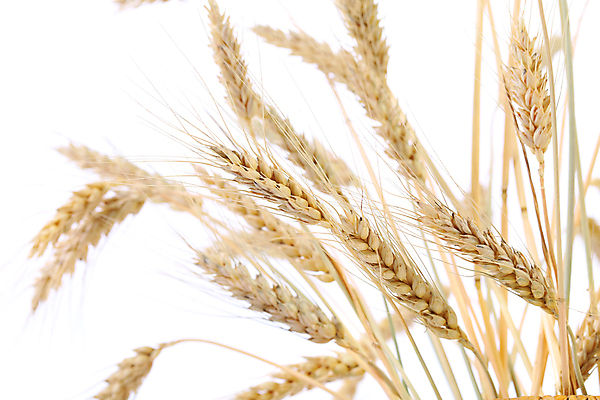 포토 JPG 해외이미지 식물 디자인 음식 빵 줄기 백그라운드 컨셉 밭 농업 재료 자연 건조 옥수수 미술 씨앗 사람없음 여름 농작물 농장 노란색 검은색 식사 수확 성장 가을 흰색 시골 황금 낟알 시리얼 밀 굽기 유기농 보리 귀 밀가루 밀짚 내추럴 고립 밭일 숙성 옛날 호밀 해외202004 해외포토 웰빙 계절 산업 컬러 문화예술 곡류 신체부위 짚 가루 구이 생태계 파일형식 이미지허브