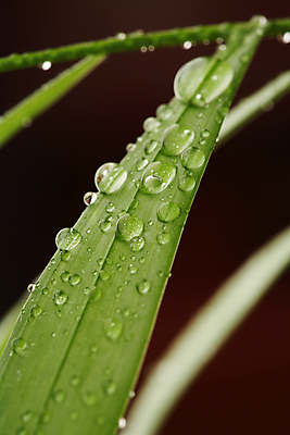 포토 JPG 해외이미지 잎 목걸이 자연 사람없음 물 젖음 물방울 신선 구슬 묘사 내추럴 해외202004 해외포토 자연요소 식물 장신구 생태계 파일형식 이미지허브