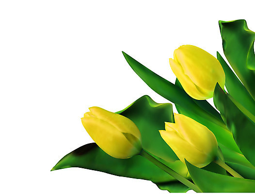 EPS 해외이미지 식물 배너 계절 기념일 꽃잎 꽃 줄기 꽃다발 잎 꽃무늬 오렌지 일러스트 자연 부활절 선물 장식 초록색 여름 노란색 정원 봄 튤립 벚꽃 흰색 신선 신용카드 화려 선택 다발 심플 고립 해외202004 해외일러스트 컬러 컨셉 무늬 과일 이벤트 금융 생태계 파일형식 벡터 이미지허브