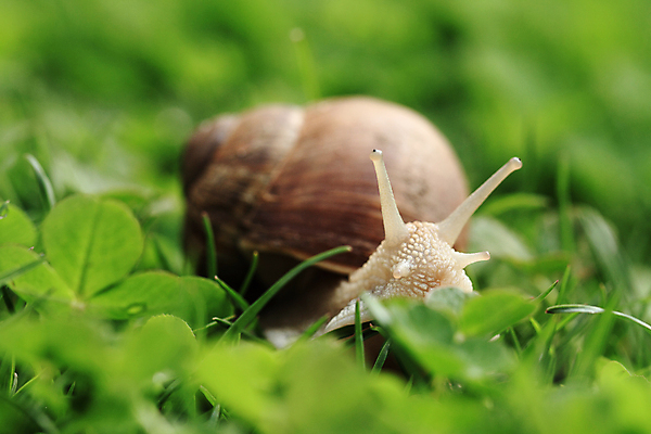 포토 JPG 해외이미지 식물 동물 1 계절 음식 백그라운드 잎 밭 모션 자연 생물 연체동물 안테나 나선형 사람없음 초록색 갈색 정원 봄 신선 행운 클로버 작음 먹기 달팽이 느림 기어가기 고립 해외202004 해외포토 컬러 컨셉 무늬 농업 통신 무척추동물 크기 생태계 파일형식 이미지허브