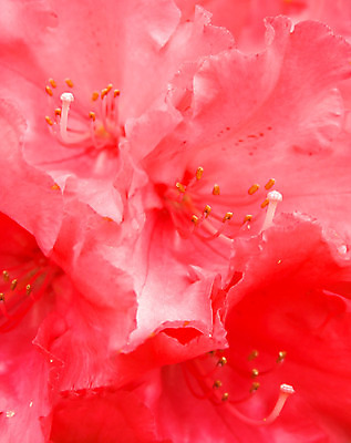 포토 JPG 해외이미지 꽃잎 꽃 분홍색 백그라운드 잎 꽃무늬 자연 사람없음 빨간색 여름 봄 벚꽃 개화 닫기 진달래 만족 내추럴 이국적 취급주의 해외202004 해외포토 식물 계절 감정 컬러 무늬 모션 경고 생태계 파일형식 이미지허브