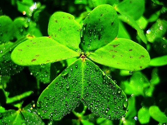 포토 JPG 해외이미지 식물 계절 백그라운드 잎 밭 자연 아침 날씨 휴식 사람없음 야외 장식 초록색 물 여름 빛 햇빛 반사 일출 환경 정원 봄 거품 젖음 성장 물방울 신선 액체 닫기 떨어짐 이슬 빗방울 허브 순수 묘사 질감 생태학 해외202004 해외포토 주간 자연요소 교육 컬러 컨셉 농업 모션 태양 노을 비_날씨 생태계 파일형식 이미지허브