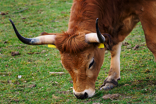 포토 JPG 해외이미지 동물 1 유럽 백그라운드 농업 포유류 자연 성인 사람없음 야외 초록색 농장 갈색 소고기 시골 소 방목 먹기 황소 황소자리 내추럴 기르기 동물상 밭일 스코틀랜드 해외202004 해외포토 나라 산업 컬러 모션 영국 육류 사람 조형물 별자리 축산업 생태계 돌봄 파일형식 이미지허브