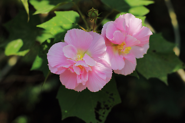 포토 JPG 해외이미지 호수 갈대 풍경 사람없음 버드나무 해외202004 해외포토 나무 식물 파일형식 이미지허브