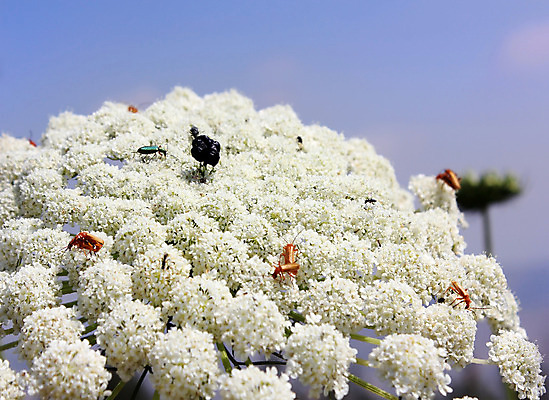 포토 JPG 해외이미지 식물 동물 남자 꽃 야생동물 곤충 백그라운드 잎 날개 오렌지 자연 뿔 안테나 사람없음 목재 빨간색 초록색 빛 컬러풀 머리 검은색 봄 흰색 닫기 벌레 숲 작음 큼 딱정벌레 생물학 내추럴 동물상 생태학 해외202004 해외포토 나무 계절 교육 컬러 과일 재료 통신 모션 사람 신체부위 조형물 크기 생태계 파일형식 이미지허브