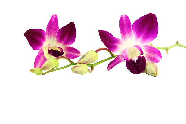 포토 JPG 해외이미지 식물 꽃 백그라운드 잎 자연 사람없음 컬러풀 보라색 벚꽃 난초 향수 해외202004 해외포토 컬러 화장품 생태계 파일형식 이미지허브