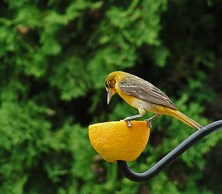 포토 JPG 해외이미지 동물 야생동물 날개 오렌지 자연 조류 사람없음 노란색 먹기 깃털 해외202004 해외포토 컬러 과일 모션 생태계 파일형식 이미지허브