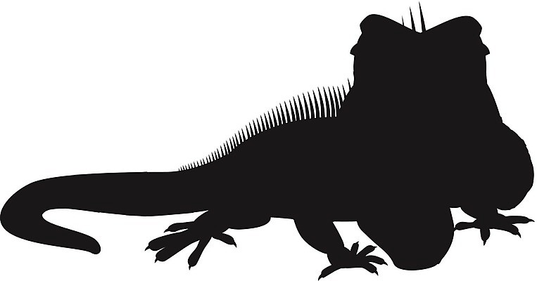 EPS 해외이미지 동물 디자인 실루엣 야생동물 백그라운드 컨셉 일러스트 파충류 동물원 그래픽 반려동물 검은색 흰색 숲 문신 그림 도마뱀 육식동물 이구아나 부족 집게발 해외202004 해외일러스트 컬러 촬영기법 파일형식 벡터 이미지허브