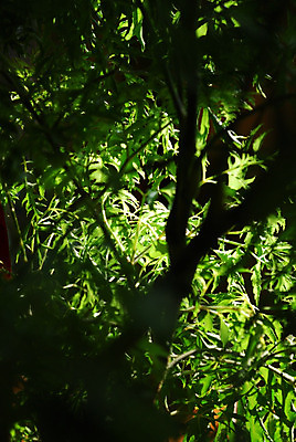 포토 JPG 해외이미지 나무 식물 줄기 백그라운드 잎 밭 가족 자연 안테나 건강 사람없음 장식 초록색 빛 환경 성장 나뭇가지 신선 가시 숲 질감 상록수 개발 세련 해외202004 해외포토 컬러 농업 통신 관계 생태계 파일형식 이미지허브