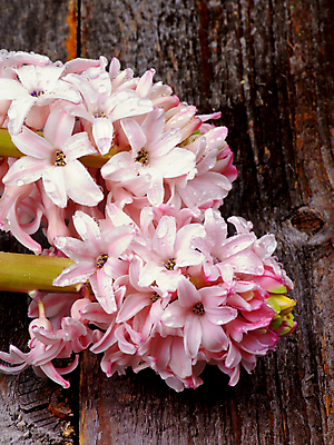 포토 JPG 해외이미지 식물 꽃잎 꽃 줄기 분홍색 봄꽃 전구 자연 부활절 사람없음 목재 갈색 노란색 정원 보라색 봄 회색 젖음 성장 벚꽃 흰색 물방울 시골 신선 다발 배열 부드러움 정물화 히아신스 해외202004 해외포토 나무 계절 기념일 컬러 재료 감각 그림 생태계 파일형식 이미지허브