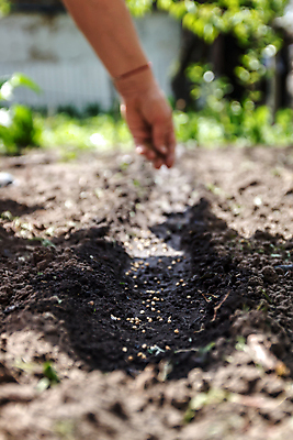 포토 JPG 해외이미지 식물 손 지구 음식 농업 채소 손가락 자연 콩 관리 씨앗 사람 사람없음 야외 농작물 농경지 갈색 정원 흙 봄 성장 시골 신선 잡기 업무 농부 낟알 땅 뿌리기 묘사 준비 유기농 원예 먼지 내추럴 땅바닥 밭일 심기 파종 해외202004 해외포토 직업 웰빙 계절 산업 컬러 모션 곡류 바닥 취미 신체부위 농장 농사 작업 생태계 파일형식 이미지허브