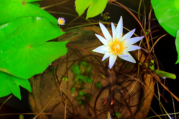 포토 JPG 해외이미지 식물 계절 꽃잎 꽃 아시아 호수 분홍색 백그라운드 잎 꽃무늬 패턴 태국 자연 아침 사람없음 야외 장식 초록색 물 컬러풀 노란색 정원 보라색 젖음 벚꽃 연못 개화 저녁 묘사 엽서 내추럴 해외202004 해외포토 주간 자연요소 나라 컬러 무늬 야간 편지 생태계 파일형식 이미지허브