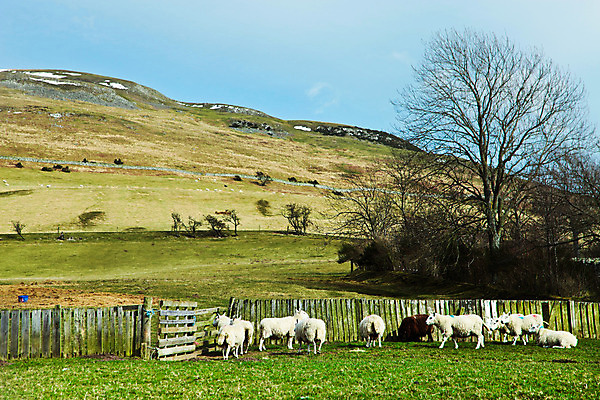 포토 JPG 해외이미지 동물 구름 호수 여행 백그라운드 농업 자연 하늘 날씨 휴가 산 주택 풍경 사람없음 물 농장 하이킹 시골 양 개울 신비 언덕 산악지대 스코틀랜드 해외202004 해외포토 자연요소 산업 컨셉 포유류 레저 영국 건물 강 생태계 파일형식 이미지허브