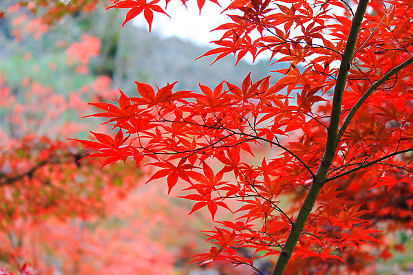 포토 JPG 해외이미지 나무 식물 계절 공원 실루엣 도로 여행 백그라운드 무지개 잎 패턴 자연 하늘 지붕 휴식 풍경 사람없음 빨간색 파란색 빛 컬러풀 햇빛 태양 정원 일본 활발 덮개 가을 나뭇가지 신선 보행로 닫기 숲 그늘 오솔길 강렬 해외202004 해외포토 자연요소 공공시설 아시아 길 컬러 컨셉 무늬 교통시설 모션 촬영기법 뚜껑 생태계 파일형식 이미지허브