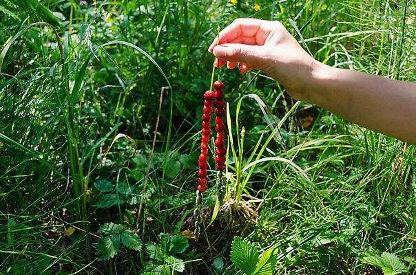 포토 JPG 해외이미지 손 여자 열매 음식 잎 자연 딸기 사람없음 빨간색 초록색 여름 신선 잡기 달콤 숲 밀짚 내추럴 줄서기 해외202004 해외포토 식물 계절 컬러 과일 모션 사람 신체부위 맛 짚 생태계 파일형식 이미지허브