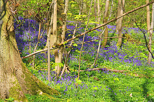 포토 JPG 해외이미지 나무 꽃 자연 풍경 사람없음 목재 초록색 파란색 봄 카펫 들꽃 프랑스 시골 신선 숲 내추럴 노르망디 블루벨 삼림지대 해외202004 해외포토 식물 계절 유럽 컬러 재료 생태계 파일형식 이미지허브