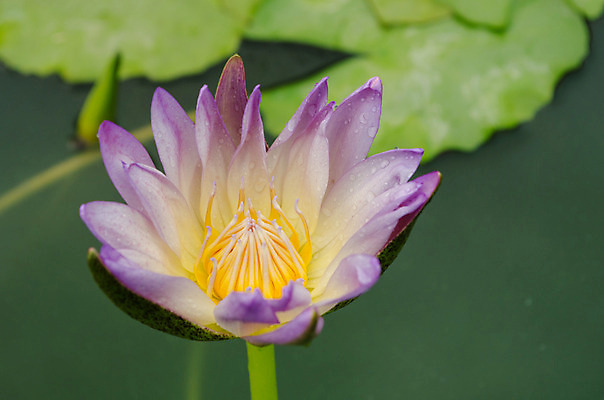 포토 JPG 해외이미지 식물 꽃잎 꽃 분홍색 잎 꽃무늬 자연 사람없음 초록색 컬러풀 봄 벚꽃 내추럴 해외202004 해외포토 계절 컬러 무늬 생태계 파일형식 이미지허브