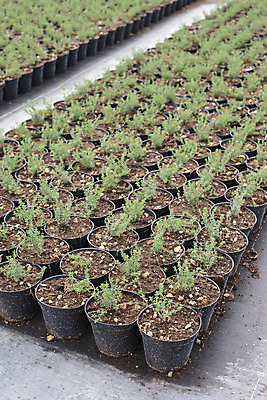 포토 JPG 해외이미지 식물 꽃 산업 음식 잎 농업 재료 자연 건강 사람없음 초록색 여름 약 정원 이탈리아 놀이방 신선 냄비 땅 허브 향신료 유기농 아로마 향 내추럴 백리향 많음 해외202004 해외포토 웰빙 계절 유럽 컬러 컨셉 의학 솥 생태계 향미료 파일형식 이미지허브