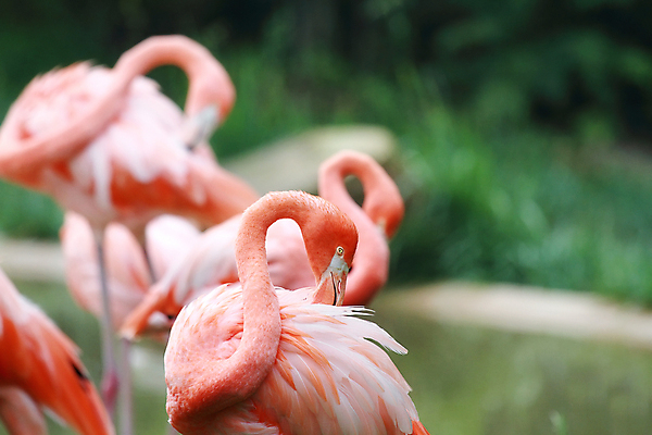 포토 JPG 해외이미지 동물 야생동물 분홍색 포즈 자연 조류 동물원 사람없음 옆모습 컬러풀 머리 일몰 산책 우아함 플라밍고 깃털 부리 새장 목 물새 동물상 이국적 생존 해외202004 해외포토 뷰포인트 컬러 컨셉 휴식 신체부위 조형물 노을 생태계 케이지 파일형식 이미지허브