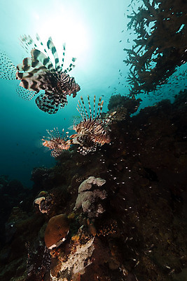 포토 JPG 해외이미지 식물 동물 모래 바다 여행 백그라운드 자연 표면 어류 풍경 사람없음 물 파란색 컬러풀 햇빛 태양 바닷속 수중 광선 산호 아래 다이빙 장면 암초 깊이 소금물 이국적 침몰 파라다이스 해외202004 해외포토 자연요소 컬러 수영 수중동물 자포동물 방향 생태계 위치 수중스포츠 파일형식 이미지허브