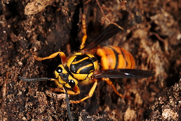 포토 JPG 해외이미지 사람없음 노란색 검은색 닫기 해충 말벌 찌르기 공격적 해외202004 해외포토 컬러 컨셉 모션 벌레 벌_곤충 파일형식 이미지허브